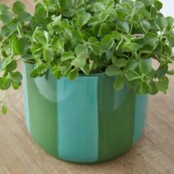 Elements Striped Ceramic Plant Pot 11 Elements Striped Ceramic Plant Pot -Elements 30943041 alt01